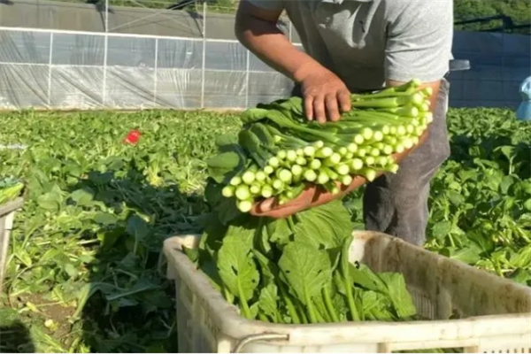 提升蔬菜配送新鮮度的全方位策略